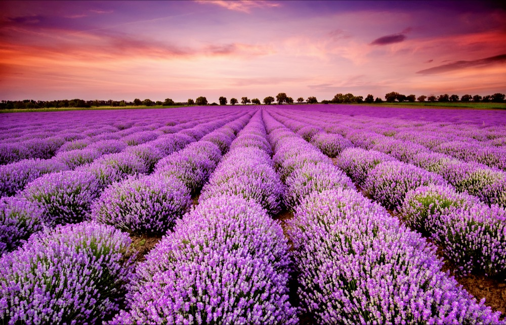 Field of beautiful purple flowers blooming under natural sunlight